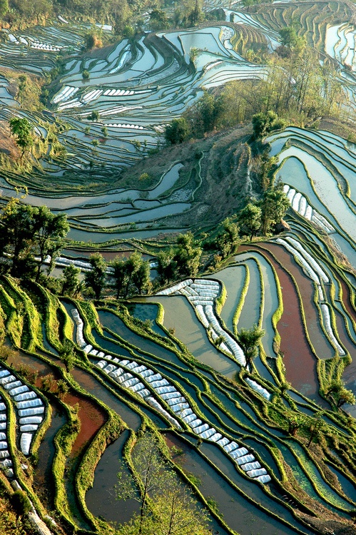 Photo:  Rice Fields of Yunnan, China 